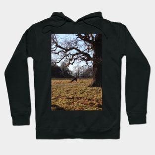 Wild deer grazing in forest Hoodie